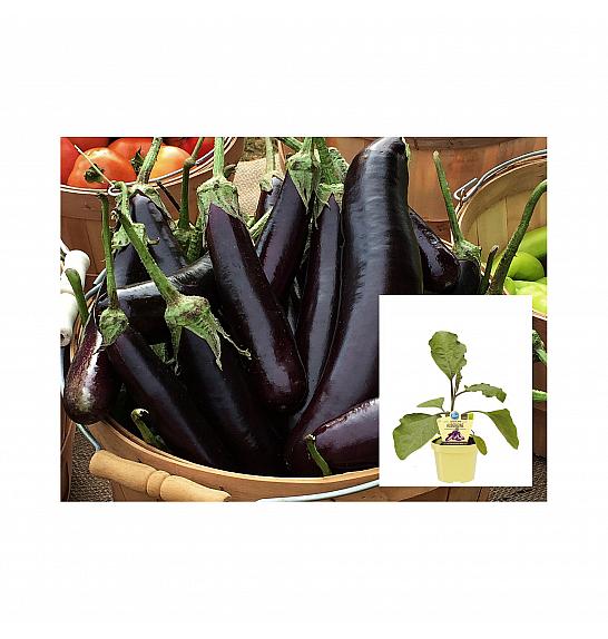 Solanum melongena Hansel; Jajčevec Super Mini; Ø12;700767;BLU