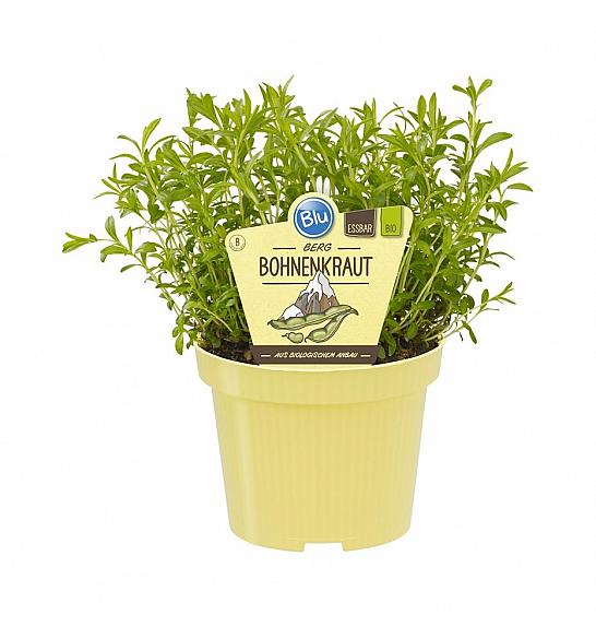 Satureja montana; Kraški šetraj; Ø12;700010;BLU