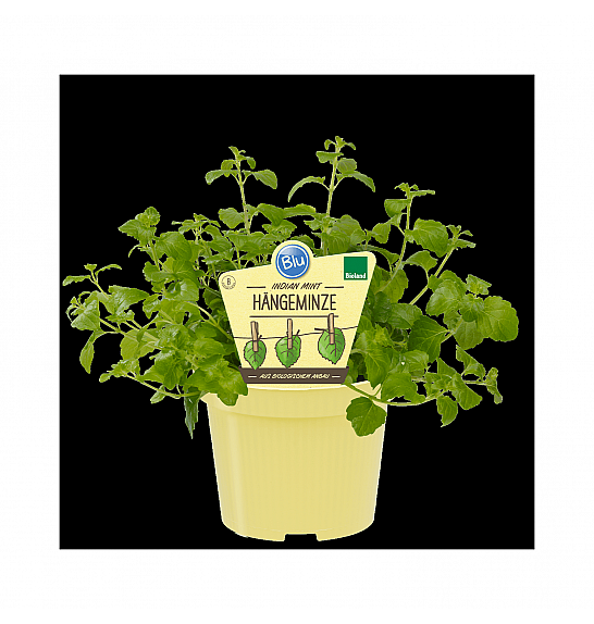 Satureja douglasii; Indijska meta-obešanka; Ø12;700072;BLU