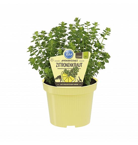 Satureja biflora; Afriško citronsko zelišče; Ø12; 700225;BLU