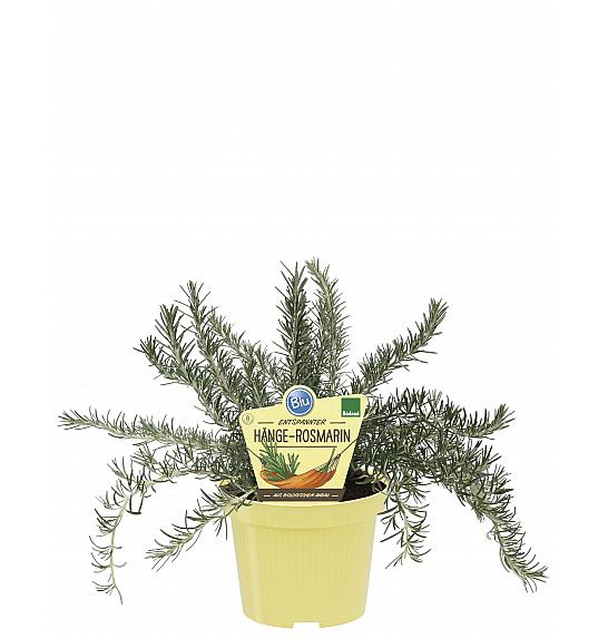 Salvia rosmarinus; Plazeči rožmarin; Ø12;700259;BLU