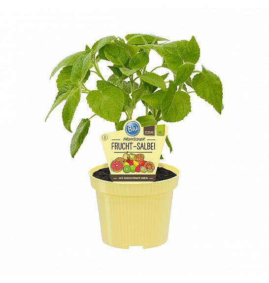 Salvia dorisiana; Sadni žajbelj; Ø12;700078;BLU