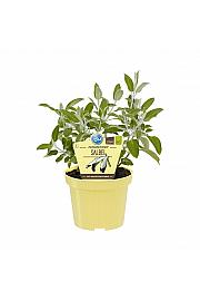 Salvia discolor; Perujski žajbelj; Ø12;700082;BLU