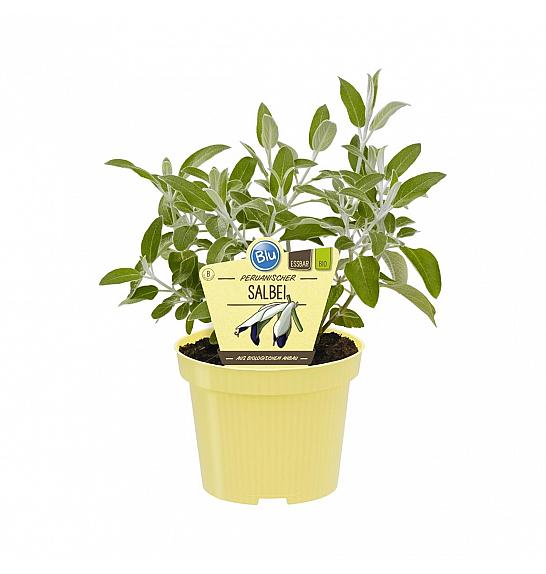 Salvia discolor; Perujski žajbelj; Ø12;700082;BLU