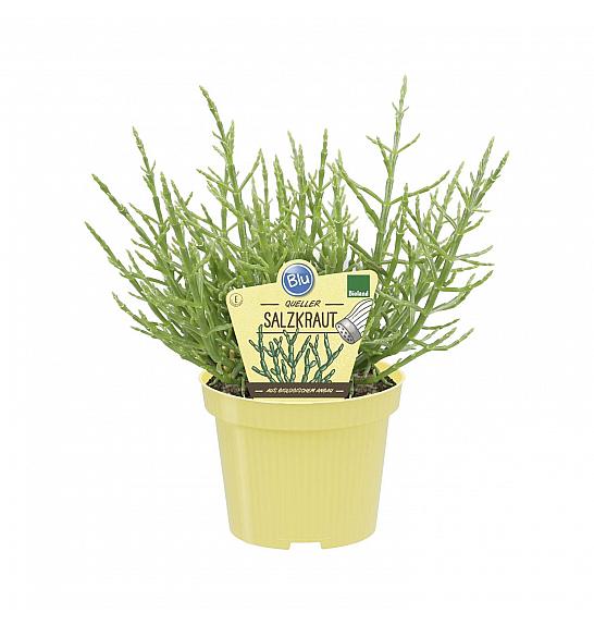 Salicornia europaea; Navadni osončnik; Ø12;700118;BLU