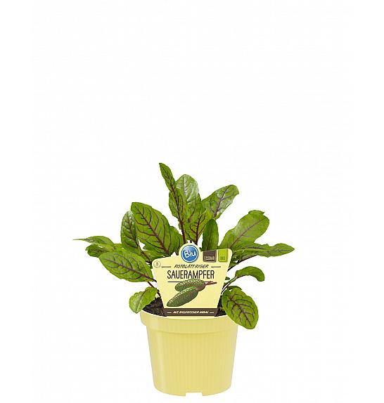 Rumex sanguineus; Rdečelistna kislica; Ø12;700580;BLU