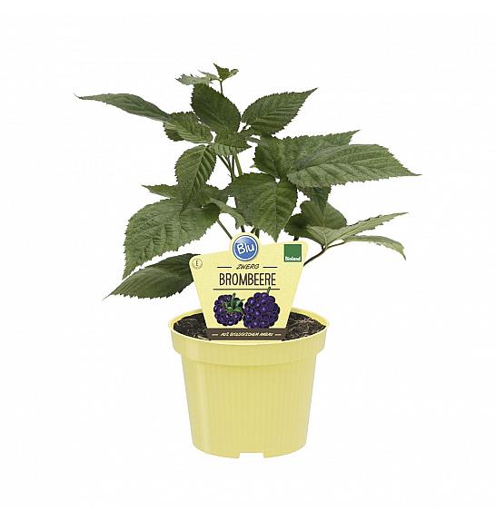 Rubus fruticosus; Robida Little Black Prince; Ø12;700014;BLU