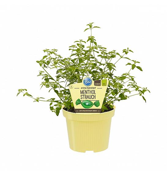 Prostanthera rotundifolia; Grmasti mentol; Ø12;700069;BLU