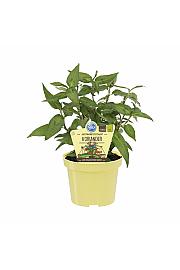 Polygonum odoratum; Vietnamski Koriander; Ø12;700223;BLU