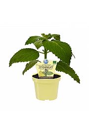 Plectranthus species; Avstralska moljevka; Ø12;700183;BLU