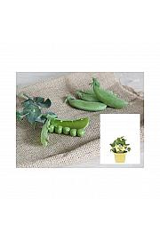 Pisum sativum; Sladki grah; Ø12;700630;BLU