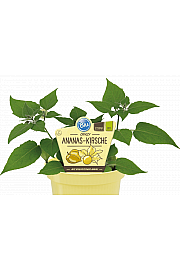 Physalis pruinosa;Ananasova češnja; Ø12;700099;BLU