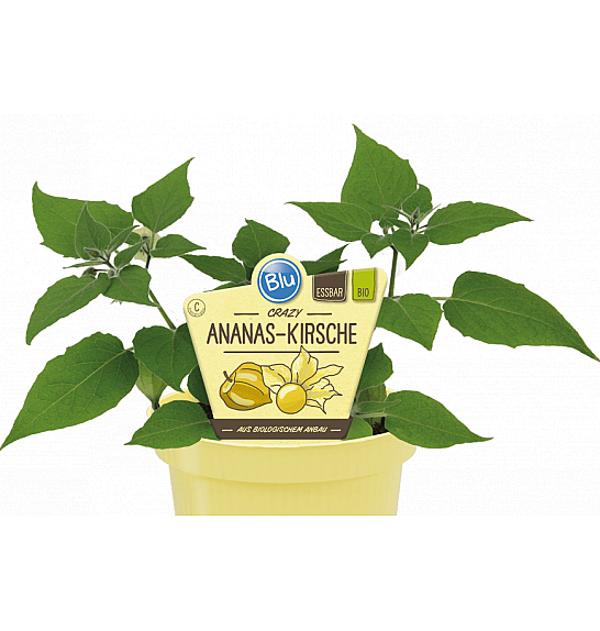 Physalis pruinosa;Ananasova češnja; Ø12;700099;BLU