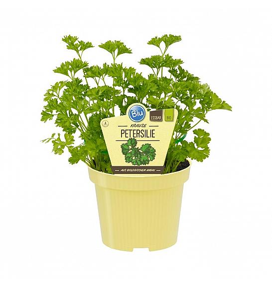Petroselinum crispum; Kodrolistni peteršilj; Ø12;700090;BLU