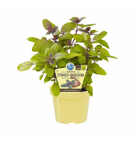 Ocimum kiliman. x basilicum; Rdečelistna bazilika; Ø12;700110;BLU