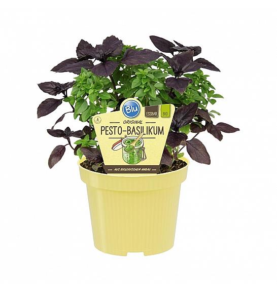 Ocimum basilicum; Pesto duo; Ø12;700100;BLU