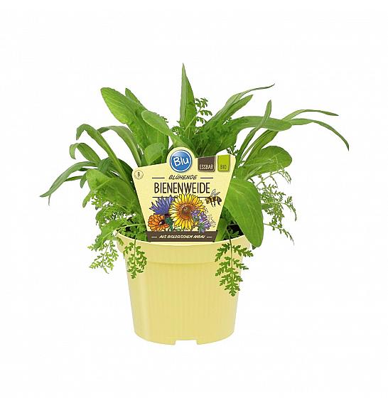 Mix im Topf; Mix medovitih rastlin; Ø12;708866;BLU