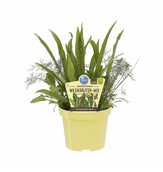 Divja zelišča mix; Ø12;700222;BLU