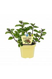 Mentha x piperita; Čokoladna meta; Ø12;700075;BLU