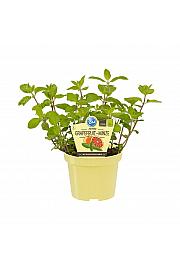 Mentha suaveolens x piperita; Grenivkina meta; Ø12;700071;BLU