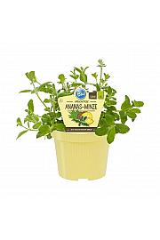 Mentha suaveolens Variegata; Ananasova meta; Ø12;700040;BLU