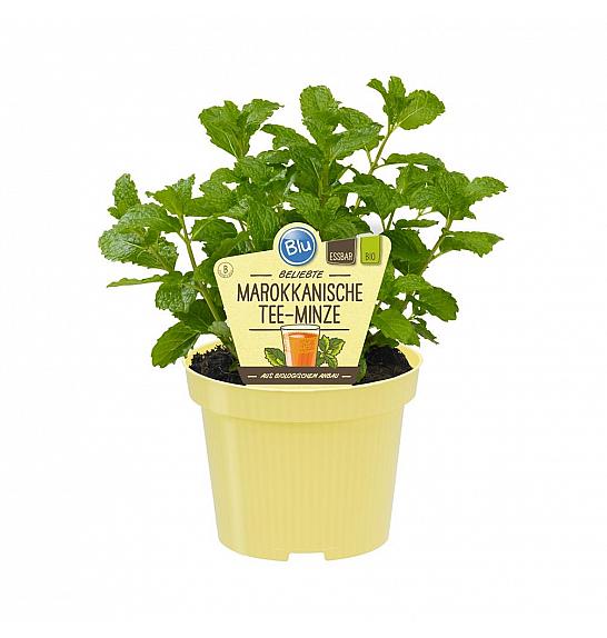 Mentha spicata; Maroška čajna meta; Ø12;700074;BLU