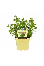 Mentha species ; Jagodna meta; Ø12;700142;BLU