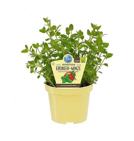 Mentha species ; Jagodna meta; Ø12;700142;BLU