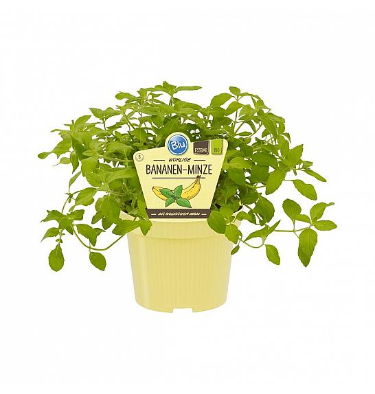 Mentha arvensis ; Bananina meta; Ø12;700096;BLU