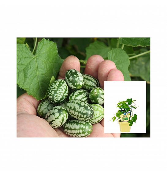 Melothria scabra; Mehiška mini kumarica; Ø12;700048;BLU