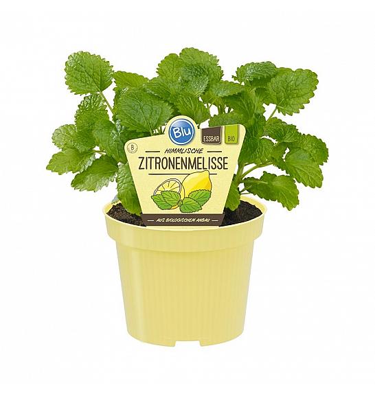 Melissa officinalis; Citronska melisa; Ø12;700442;BLU
