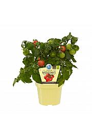 Lycopersicon lycopersicum; Paradižnik; Ø12;700302;BLU