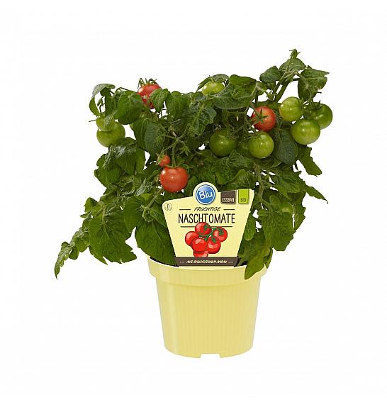 Lycopersicon lycopersicum; Paradižnik; Ø12;700302;BLU