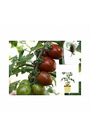 Lycopersicon esculentum L.; Balkonski paradižnik; Ø12;700176;BLU