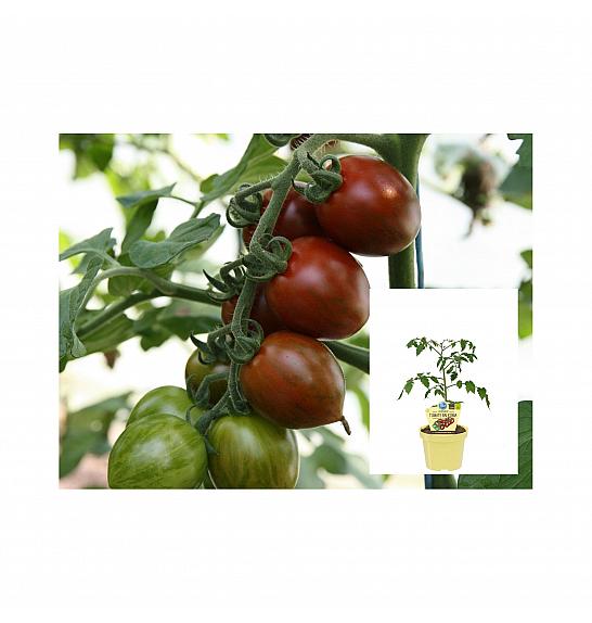 Lycopersicon esculentum L.; Balkonski paradižnik; Ø12;700176;BLU