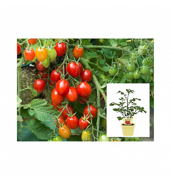 Lycopersicon esculentum L. Romello; Grmasti paradižnik; Ø12;700300;BLU