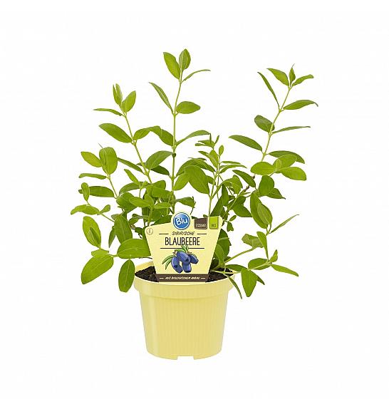 Lonicera kamtschatica Sinoglaska; Sibirska borovnica; Ø12;700035;BLU