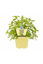 Lippia citriodora; Citronska verbena; Ø12;700001;BLU