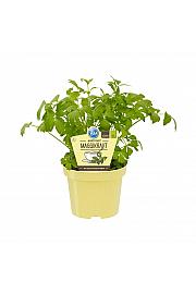 Levisticum officinale; Magi zelišče; Ø12;700180;BLU