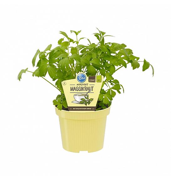 Levisticum officinale; Magi zelišče; Ø12;700180;BLU