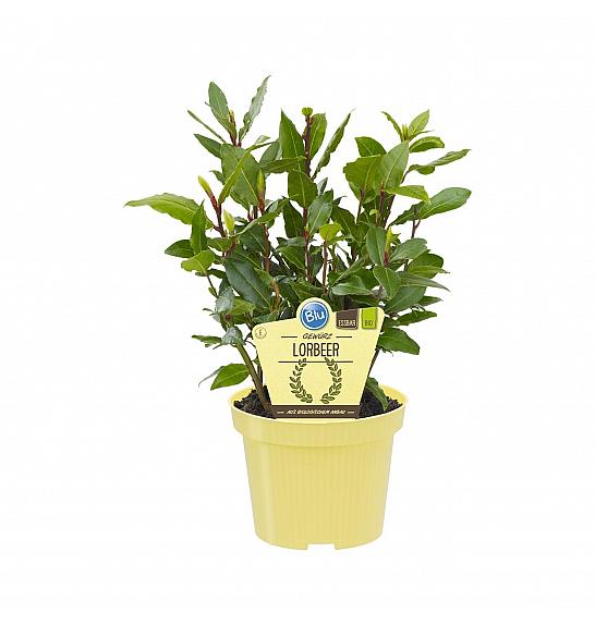 Laurus nobilis; Lovor; Ø12;700792;BLU