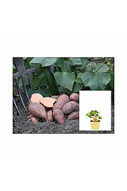 Ipomea batata Erato; Sladki krompir; Ø12;700107;BLU