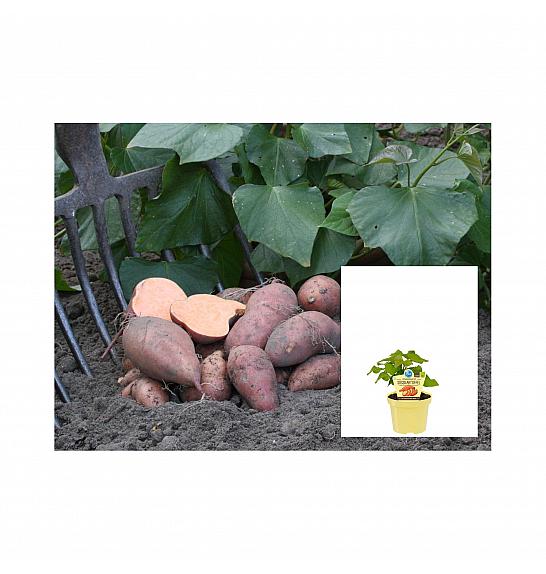 Ipomea batata Erato; Sladki krompir; Ø12;700107;BLU