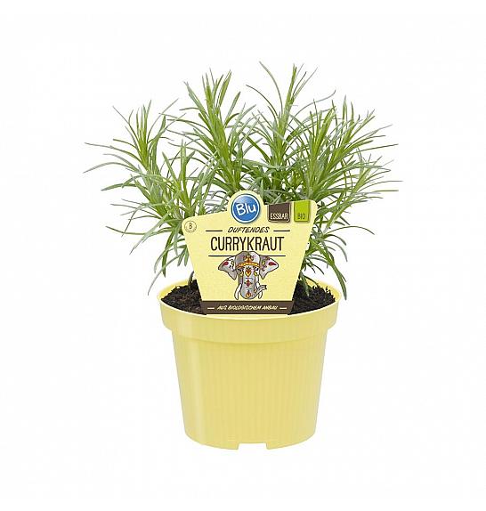 Helichrysum angustifolia; Kari; Ø12;700020;BLU