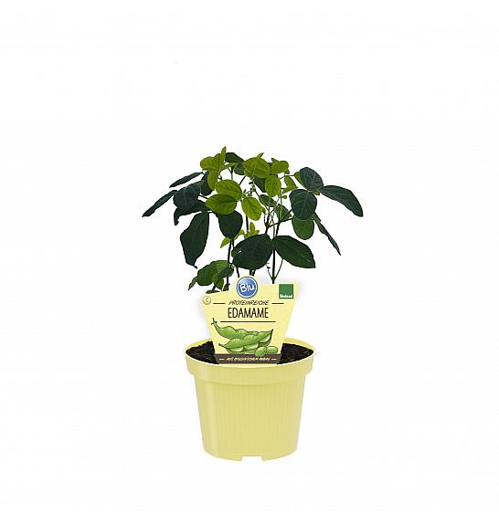 Glycine max; Soja; Ø12;708008;BLU