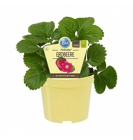 Fragaria ananassa; Mesečna jagoda; Ø12;600101;BLU