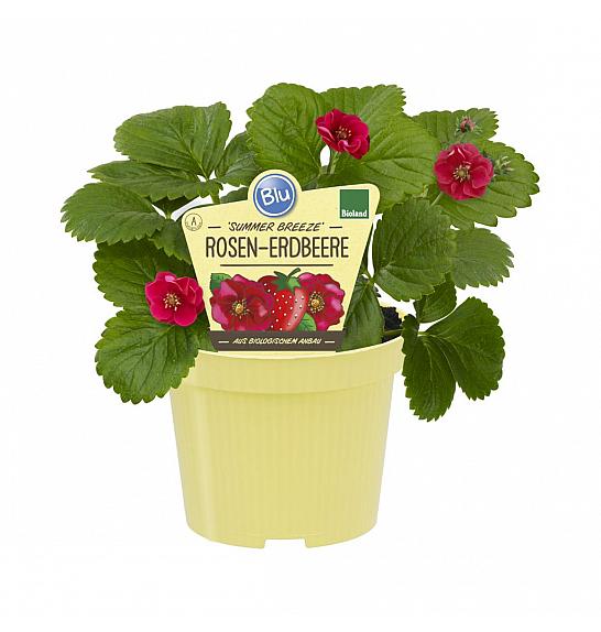 Fragaria ananassa Summer Breeze Rose; Večrodna jagoda; Ø12;690031;BLU