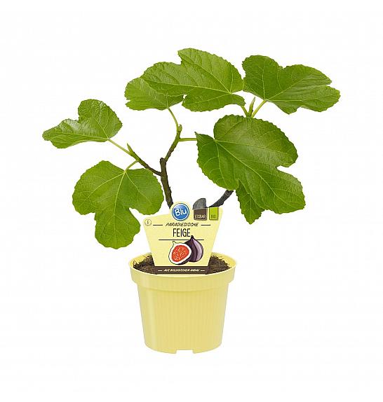 Ficus carica Brown Turkey; Figa; Ø12;700026;BLU