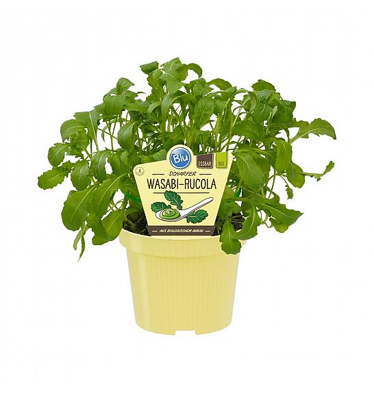 Diplotaxis erucoides; Dvorednik trajna rukola; Ø12;700061;BLU