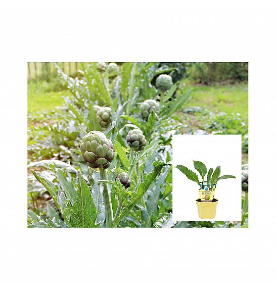Cynara scolymus Imperial Star; Artičoka; Ø12;700720;BLU